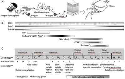 A Crab Is Not a Fish: Unique Aspects of the Crustacean Endocrine System and Considerations for Endocrine Toxicology